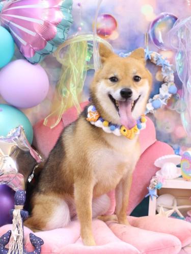 20240814リンちゃん